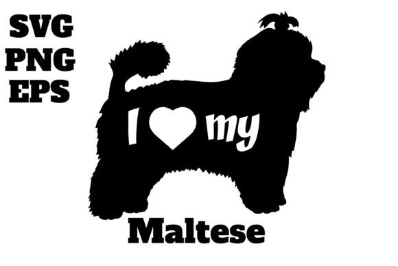 Maltese Dog