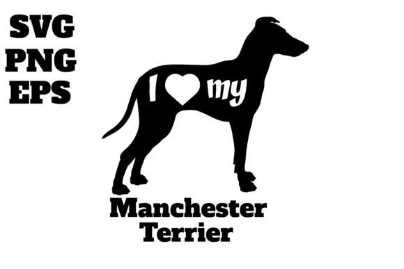 Manchester Terrier Dog